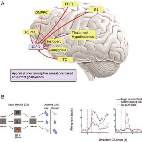 (PDF) Emotion and the Prefrontal Cortex: An Integrative Review