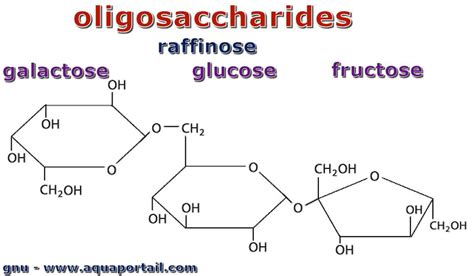 Oligosaccharide : définition et explications