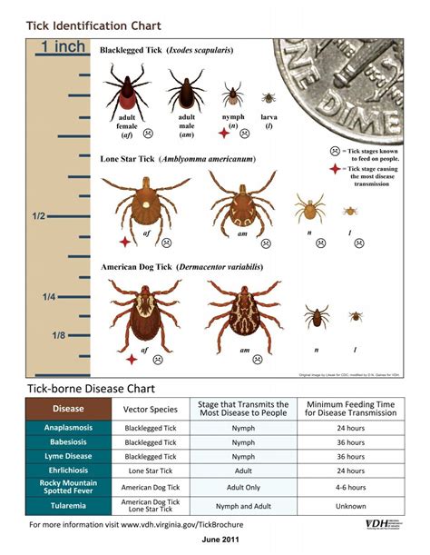 Tick Identification Chart - Loudoun County