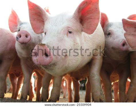 Happy Pigs On Pig Farm Stock Photo (Edit Now) 25509904