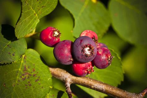 Saskatoon Berry | The Canadian Encyclopedia