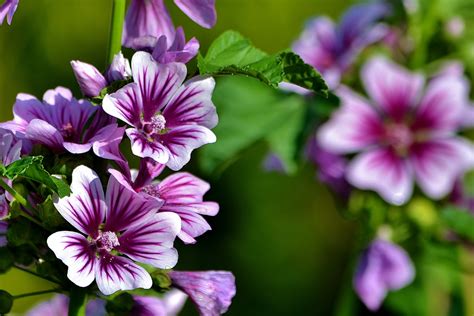 Pretty Purple Malva - Birds and Blooms