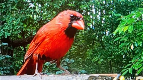 Bird Watching Beautiful Red Cardinals & Blue Jays | Bird Sounds - YouTube