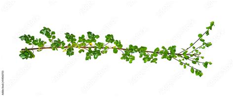 leaf vine Isolate on transparent background PNG file Stock Photo | Adobe Stock