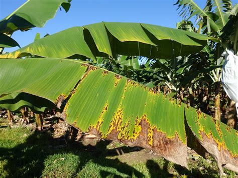 Banana disease, worsened by climate change, threatens global crops