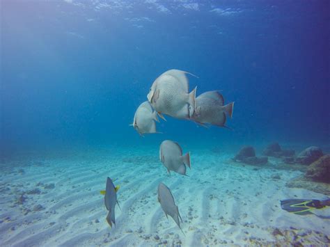 MUSA Underwater Museum Isla Mujeres - Chronic Wanderlust