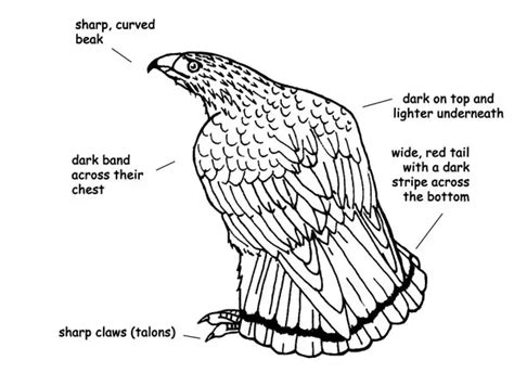 The Anatomy of a Hawk: Understanding Their Physical Features