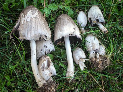 California Fungi: Coprinopsis atramentaria