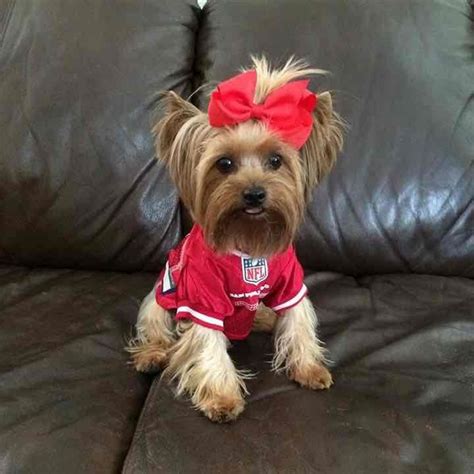 San Francisco 49ers NFL Dog Jersey Small on Mercari | Dog jersey, Nfl dog, San francisco 49ers nfl