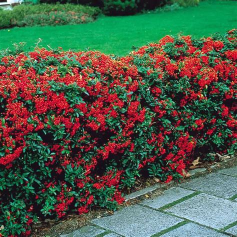 Pyracantha Orange Glow P9 | Hedging plants, Fast growing evergreens ...