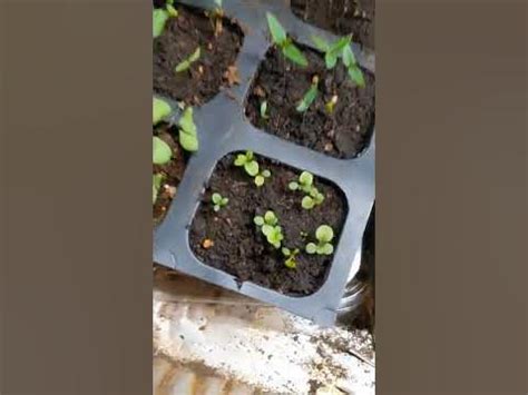 Dibbling Seedlings - YouTube