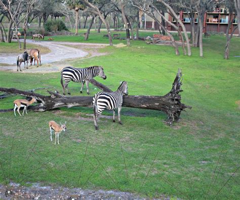 The Deluxe Villas at Disney's Animal Kingdom Lodge