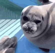 Seal Fish GIF - Seal Fish - Discover & Share GIFs