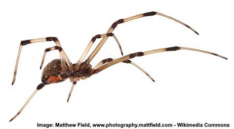 Black and Red (or Dark Orange) Spiders (with Pictures) - Identification Guide