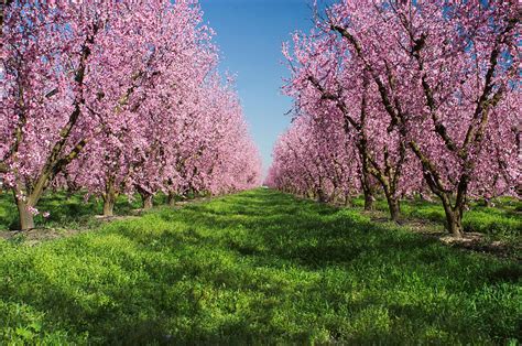 California Peach Tree Orchard Photograph by Anonymous