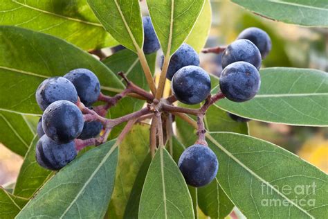 Fruit And Leaves Of The Red Bay Photograph by Inga Spence