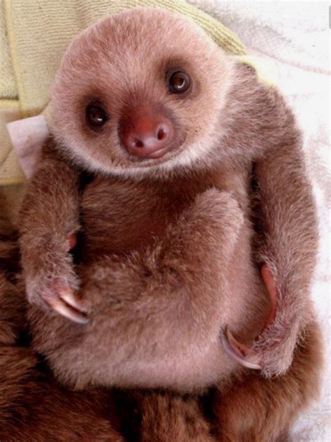 I just want to hug this little guy | Cute sloth pictures, Cute baby ...