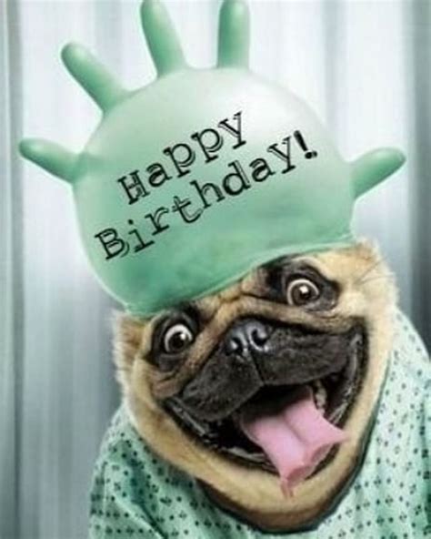 101 funny happy birthday dog memes for paw lovers everywhere – Artofit