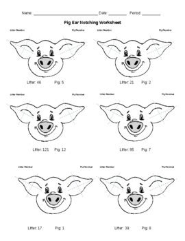 Pig Ear Notching Worksheet by Basic Ag Teacher | TPT