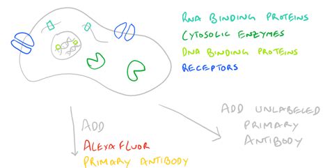 Immunofluorescence Microscopy Protocol and Method Guide - SciGine