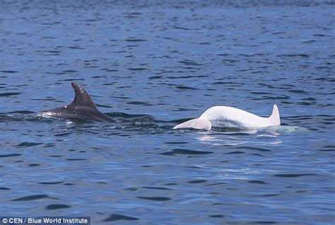 Albus: Albino Dolphin spotted in Mediterranean Sea - Strange Sounds