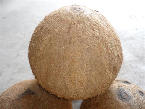 semi husk coconut products,Vietnam semi husk coconut supplier