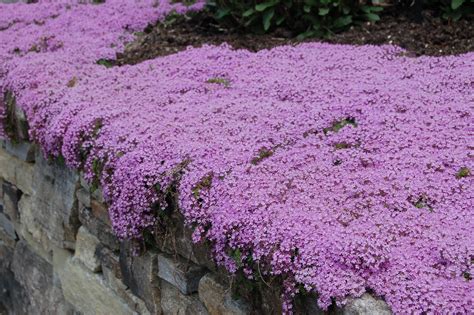 Thyme, Creeping, Lilac Carpet Plug Flat – MOONSHINE DESIGNS NURSERY