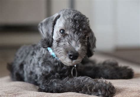 Bedlington Terrier Puppies For Sale - AKC PuppyFinder