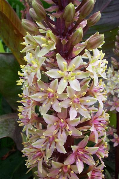 Eucomis Sparkling Burgundy – Brian's Botanicals