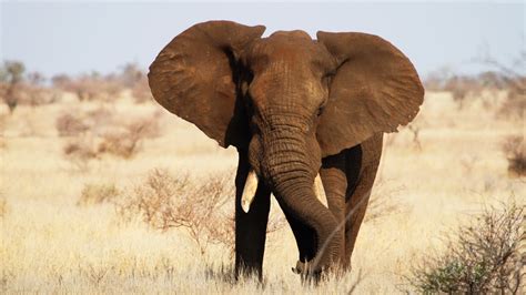 Wallpaper Elephant, Kruger National Park, Africa, wildlife, Animals Wallpaper Download - High ...