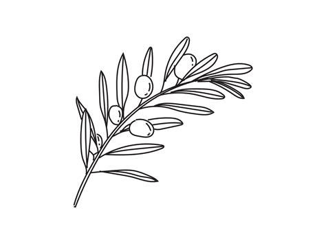 Olive Branch Vector Art, Icons, and Graphics for Free Download