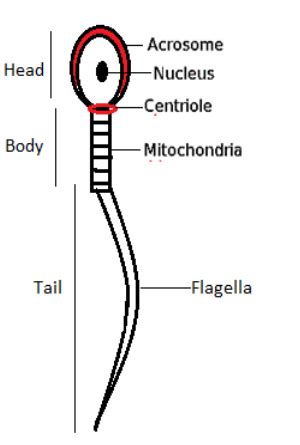 Describe structure of human sperm with the help of labelled diagrams.