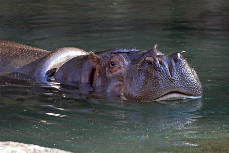 Kilimanjaro Safaris animals - Nile Hippo - Photo 2 of 2