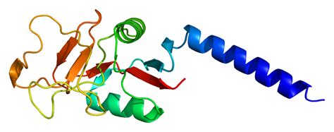 Mannose-Binding Lectins