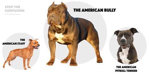 American Bully Vs Pitbull Fight Who Would Win