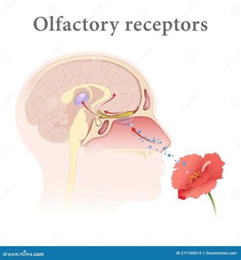 Human Olfactory Receptors and Pathway Stock Illustration - Illustration of neuron, odorants ...