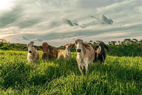 Crop Farming vs. Livestock Farming: What Is the Difference ...