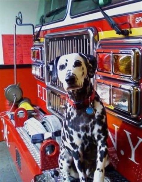 Why Is The Dalmatian Called The Firehouse Dog