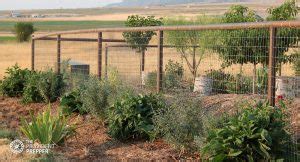 How to Propagate, Grow and Use Comfrey - The Provident Prepper