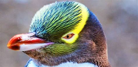 Every Single Species of Penguin with Yellow Hair