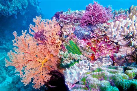 Corals get a boost from other coral species in underwater gardens • Earth.com