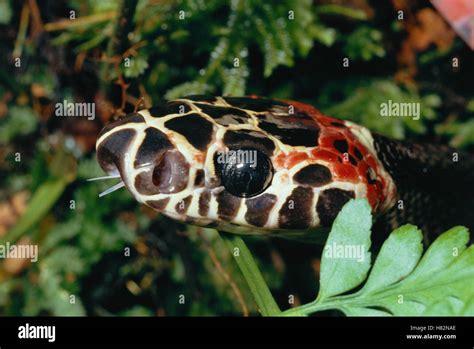 Colubrid Snake (Rhinobothryum bovallii) a non-venomous mimic of the ...