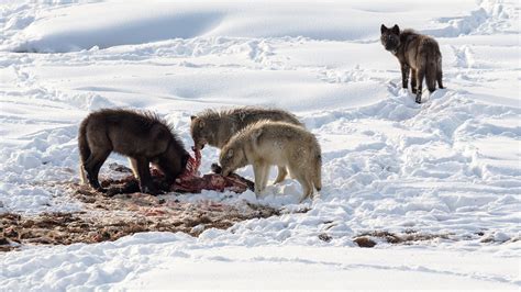 The Truth About Wolf Hunting in North America | Outdoor Life