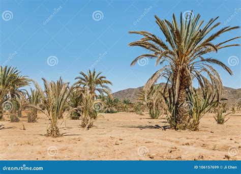 Green Palm Trees in Sahara Desert Stock Image - Image of horizon, travel: 106157699