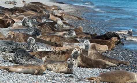 Count grey seal pups to estimate the quality of the Baltic Sea's food web