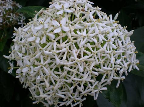 Siamese White Ixora | Ixora finlaysoniana (Rubiaceae), or Si… | Flickr