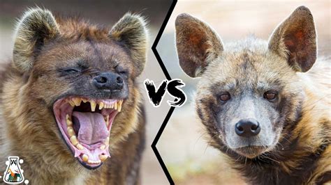 SPOTTED HYENA VS STRIPED HYENA - Who Would Win? - YouTube