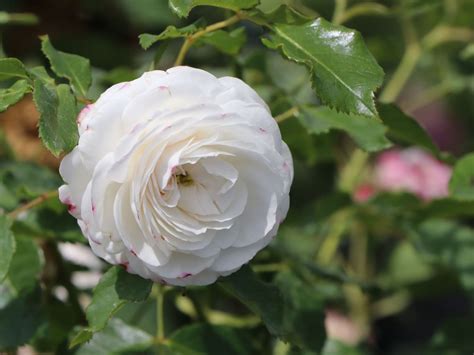 Historische Rose 'Boule de Neige' - Beste Sorten & Rosen-Wissen