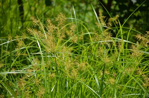 Yellow Nutsedge Control Is In Your Hands | What Grows There :: Hugh ...