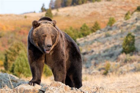 Grizzly bear | Weight, Habitat, & Facts | Britannica